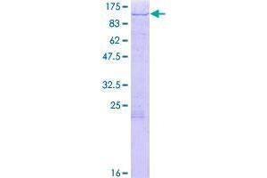 Image no. 1 for SH3-Domain Kinase Binding Protein 1 (SH3KBP1) (AA 1-665) protein (GST tag) (ABIN1319914)