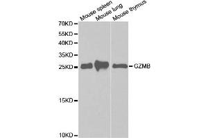 Western Blotting (WB) image for anti-Granzyme B (GZMB) antibody (ABIN1875446)