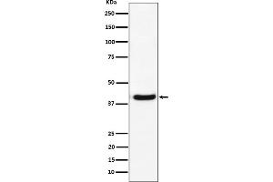 Western blot analysis of GNAI2 expression in U-87 MG cell lysate.