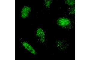 Immunofluorescence (IF) image for anti-REST Corepressor 3 (RCOR3) (AA 445-495) antibody (ABIN7449047) (RCOR3 anticorps  (AA 445-495))
