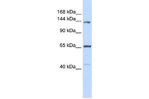 Western Blotting (WB) image for anti-Protocadherin 12 (PCDH12) antibody (ABIN2459088) (PCDH12 anticorps)