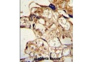 ABCG2 (BCRP) Antibody (Center)  immunohistochemistry analysis in formalin fixed and paraffin embedded human placenta tissue followed by peroxidase conjugation of the secondary antibody and DAB staining.