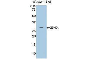Western Blotting (WB) image for anti-CD40 Ligand (CD40LG) (AA 111-261) antibody (ABIN1858308) (CD40 Ligand anticorps  (AA 111-261))