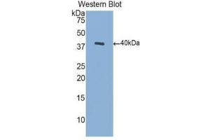 Western Blotting (WB) image for anti-Brain-Derived Neurotrophic Factor (BDNF) (AA 129-247) antibody (Biotin) (ABIN1171949) (BDNF anticorps  (AA 129-247) (Biotin))