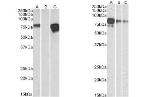 Left Panel: -1. (Recombinant Myc Tag anticorps  (AA 408-439))