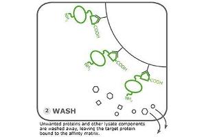 Image no. 3 for Rho1D4 MagBeads (ABIN3199244) (Rho1D4 MagBeads)