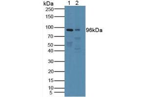 Figure. (PTPRN anticorps  (AA 35-185))