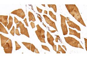 Detection of ADIPOR2 in Mouse Skeletal muscle Tissue using Polyclonal Antibody to Adiponectin Receptor 2 (ADIPOR2)
