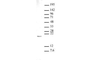 Histone H3 monomethyl Lys27 antibody (pAb) tested by Western blot. (Histone 3 anticorps  (meLys27))