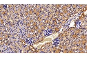 Detection of CFD in Mouse Kidney Tissue using Polyclonal Antibody to Complement Factor D (CFD) (Adipsin anticorps  (AA 1-259))