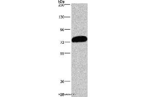Western blot analysis of PC3 cell, using CDCP1 Polyclonal Antibody at dilution of 1:1100 (CDCP1 anticorps)