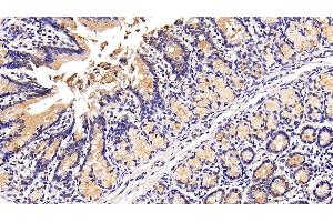 Detection of MUC2 in Rat Colon Tissue using Polyclonal Antibody to Mucin 2 (MUC2)
