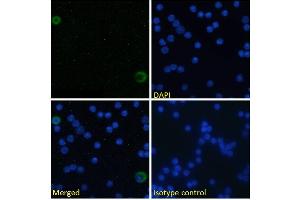 Immunofluorescence staining of fixed mouse splenocytes with anti-ICOSL (inducible T-cell costimulator ligand) antibody HK5.
