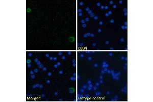 Immunofluorescence staining of fixed mouse splenocytes with anti-ICOSL (inducible T-cell costimulator ligand) antibody HK5. (Recombinant ICOSLG anticorps)