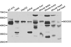 Western blot analysis of extracts of various cell lines, using MOCS3 antibody. (MOCS3 anticorps)