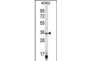 SIRT6 Antibody (C-term) (ABIN657945 and ABIN2846889) western blot analysis in K562 cell line lysates (35 μg/lane). (SIRT6 anticorps  (C-Term))