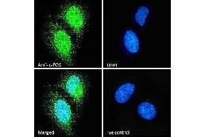 (ABIN5539622) Immunofluorescence analysis of paraformaldehyde fixed HeLa cells, permeabilized with 0. (c-FOS anticorps  (AA 283-295))