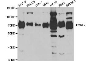 Western blot analysis of extracts of various cell lines, using PVRL2 antibody (ABIN5973114) at 1/1000 dilution. (PVRL2 anticorps)