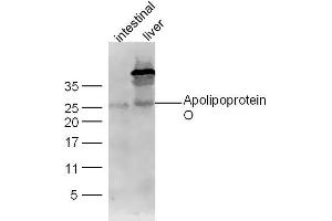 Lane 1: Mouse intestinal lysates Lane 2: Mouse Liver lysates probed with Apolipoprotein O Polyclonal Antibody, Unconjugated  at 1:300 dilution and 4˚C overnight incubation. (APOO anticorps  (AA 101-198))