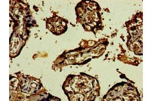 Immunohistochemistry of paraffin-embedded human placenta tissue using ABIN7148979 at dilution of 1:100 (CST9L anticorps  (AA 29-147))