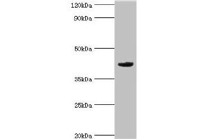 Western blot All lanes: Mortality factor 4-like protein 1 antibody at 2 μg/mL + A549 whole cell lysate Secondary Goat polyclonal to rabbit IgG at 1/10000 dilution Predicted band size: 42, 38, 27 kDa Observed band size: 42 kDa (MORF4L1 anticorps  (AA 1-100))