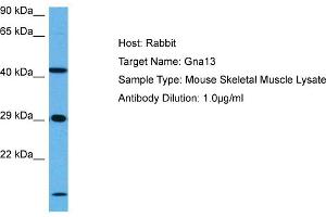 Host: Mouse Target Name: GNA13 Sample Tissue: Mouse Skeletal Muscle Antibody Dilution: 1ug/ml (GNA13 anticorps  (N-Term))