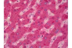 Anti-F9 / Factor IX antibody IHC of human liver. (Coagulation Factor IX anticorps)