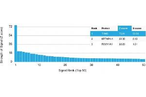 Analysis of Protein Array containing more than 19,000 full-length human proteins using Thymidylate Synthase Monospecific Mouse Monoclonal Antibody (TYMS/1884) Z- and S- Score: The Z-score represents the strength of a signal that a monoclonal antibody (MAb) (in combination with a fluorescently-tagged anti-IgG secondary antibody) produces when binding to a particular protein on the HuProtTM array.