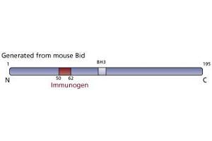 Image no. 1 for anti-BH3 Interacting Domain Death Agonist (BID) (AA 50-62) antibody (ABIN968577) (BID anticorps  (AA 50-62))