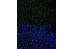 Immunofluorescence analysis of NIH-3T3 cells using DDX50 antibody (ABIN6129371, ABIN6139509, ABIN6139510 and ABIN6224730) at dilution of 1:100. (DDX50 anticorps  (AA 1-135))