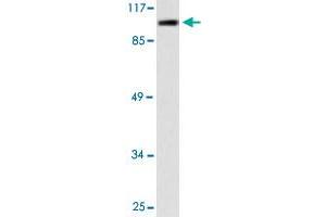 Western blot analysis of 293 cell lysate with CSE1L polyclonal antibody . (Exportin 2 anticorps)