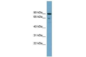 SLC26A9 antibody used at 1 ug/ml to detect target protein. (Slc26a9 anticorps  (Middle Region))