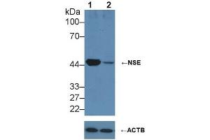 Knockout Varification: ;Lane 1: Wild-type HepG2 cell lysate; ;Lane 2: NSE knockout HepG2 cell lysate; ;Predicted MW: 43,48kDa ;Observed MW: 50kDa;Primary Ab: 2µg/ml Rabbit Anti-Human NSE Antibody;Second Ab: 0.