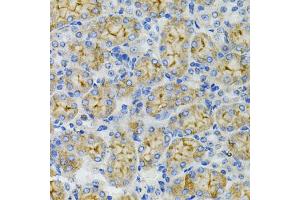 Immunohistochemistry of paraffin-embedded mouse kidney using DEFB132 antibody (ABIN6293281) at dilution of 1:100 (40x lens). (DEFB132 anticorps)