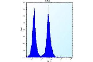 Flow cytometric analysis of Jurkat cells using OR11L1 Antibody (C-term) Cat.
