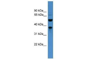 Western Blot showing BEST3 antibody used at a concentration of 1-2 ug/ml to detect its target protein.