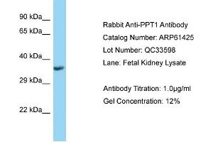 Western Blotting (WB) image for anti-Palmitoyl-Protein Thioesterase 1 (PPT1) (C-Term) antibody (ABIN2788801)