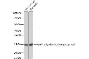 Western blot analysis of extracts of various cell lines, using Myelin oligodendrocyte glycoprotein Rabbit mAb (ABIN7268722) at 1:1000 dilution. (MOG anticorps)
