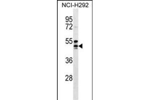 NIACR1 Antibody (Center) (ABIN656596 and ABIN2845857) western blot analysis in NCI- cell line lysates (35 μg/lane). (HCAR2 anticorps  (AA 200-228))