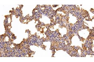 Detection of TF in Porcine Lung Tissue using Polyclonal Antibody to Transferrin (TF)
