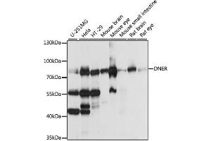 Western blot analysis of extracts of various cell lines, using DNER antibody (ABIN7266727) at 1:1000 dilution. (DNER anticorps  (AA 140-240))