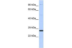 PSMB4 antibody used at 1 ug/ml to detect target protein. (PSMB4 anticorps)