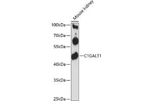 Western blot analysis of extracts of mouse kidney, using C1G antibody (ABIN6130827, ABIN6137746, ABIN6137747 and ABIN6216649) at 1:3000 dilution. (C1GALT1 anticorps  (AA 194-363))