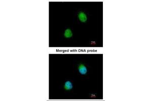 ICC/IF Image Immunofluorescence analysis of paraformaldehyde-fixed HeLa, using ZC3H8, antibody at 1:200 dilution.