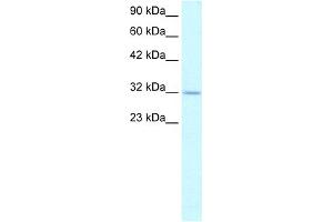 WB Suggested Anti-APEX1 Antibody Titration:  1. (APEX1 anticorps  (N-Term))