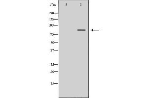Western blot analysis of Hela whole cell lysates, using MAD1L1 Antibody.