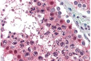 Human Testis (formalin-fixed, paraffin-embedded) stained with MAT2A antibody ABIN364446 at 10 ug/ml followed by biotinylated anti-mouse IgG secondary antibody ABIN481714, alkaline phosphatase-streptavidin and chromogen. (MAT2A anticorps  (AA 1-395))
