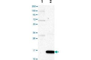 Western blot anyalysis of Lane 1: Negative control (vector only transfected HEK293T lysate), Lane 2: Over-expression lysate (Co-expressed with a C-terminal myc-DDK tag (~3.