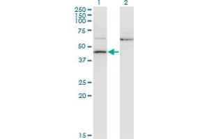 Western Blot analysis of AIFM2 expression in transfected 293T cell line by AMID monoclonal antibody (M13A), clone 2C6. (AIFM2 anticorps  (AA 1-339))