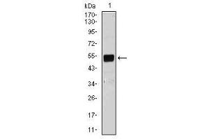 Image no. 1 for anti-BPI Fold Containing Family B, Member 1 (BPIFB1) antibody (ABIN1491265) (BPIFB1 anticorps)